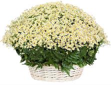 Цветочная композиция из Ромашки в корзине #REPLACE_PRED# Верхнем Любаже